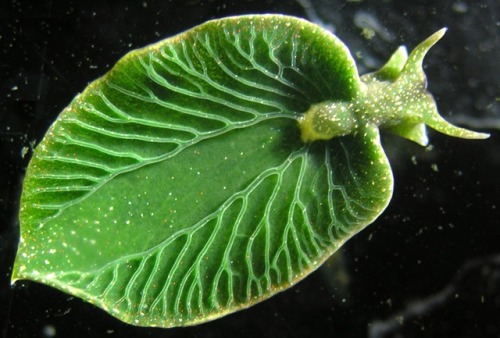 sixpenceee:  Elysia chlorotica is a solar-powered marine sea slug that sequesters and retains photosynthetically active chloroplasts from the algae it eats and, remarkably, has incorporated algal genes into its own genetic code