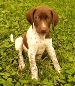 Thecountrysquire:  Look At Those Eyes!!! Introducing “Rhubarb” - German Shorthaired