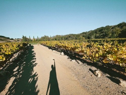 me doing the hamilton or peral jam’s ten album cover in the middle of winery.los olivos, ca.