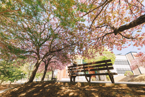 boohwanj: 2022-04-17Spring, Double flowering cherry blossomsCanon EOS R3 + RF15-35mm f2.8L ISInstagr