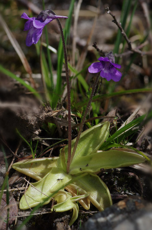 Representing insectivorous plants on the west coast of Scotland - we have sundews and these: butterw