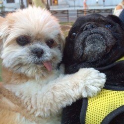 marniethedog:  I think hamiltonpug is obsessed with me 