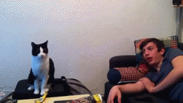 tastefullyoffensive:  Cats Giving High FivesPreviously: Animals Being Jerks (GIFs)
