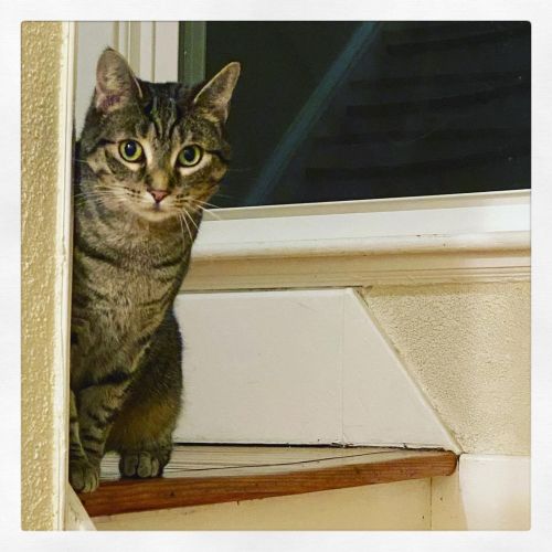 H-hi? .#carmilla #shykitty #tabbycat #inceptionkitties #catsofinstagram www.instagram.com/p/