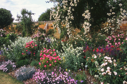 expressions-of-nature:by ukgardenphotosMottisfont Abbey Rose Garden, Hampshire, England