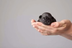 stupittmoran:  Baby pug 