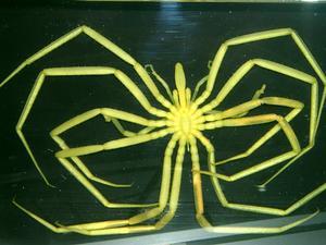 onenicebugperday:bogleech:Thank u for letting me know that the sea spider genus Dodecalopoda can have TWELVE legs instead of the usual eight and also it’s one of the abyssal groups that gets huge :D They can have eight, ten, OR twelve legs. Absolutely