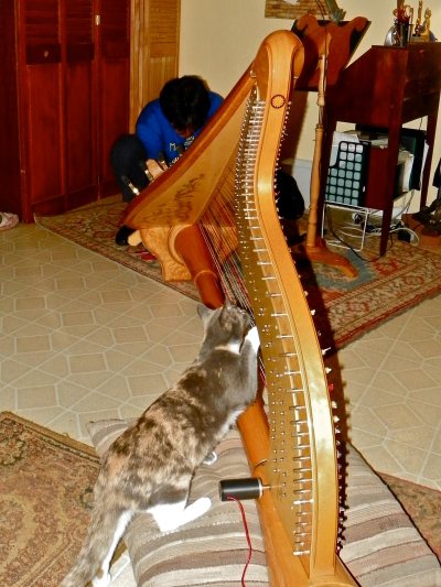 Cats do not make very good harp technicians.