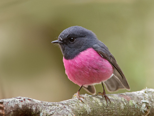 Pink Robin (Petroica rodinogaster) by Tim Collins Tasmania