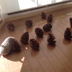  Hedgehog thinks pine cones are his friends