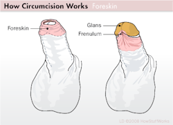 nubianbrothaz:  intactbynature:  Why do/did you have foreskin?The foreskin occupies a prominent position on an important organ. The foreskins location and structure indicate that it is the most important sensory tissue of the penis. Its persistence over