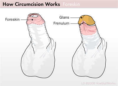 nubianbrothaz:  intactbynature:  Why do/did you have foreskin?The foreskin occupies a prominent position on an important organ. The foreskins location and structure indicate that it is the most important sensory tissue of the penis. Its persistence over