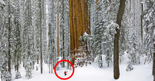 unexplained-events:
“The President
The 3200 year old tree so massive that it had never been captured in a single image until recently.
This giant sequoia stands 247 feet tall and measures 45,000 cubic feet in volume. The trunk alone measures 27 feet...