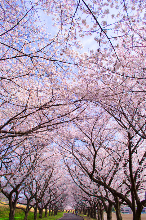 etherealvistas:Cherry blossom at Kawagoe (Japan) by Le Velo Indigo 