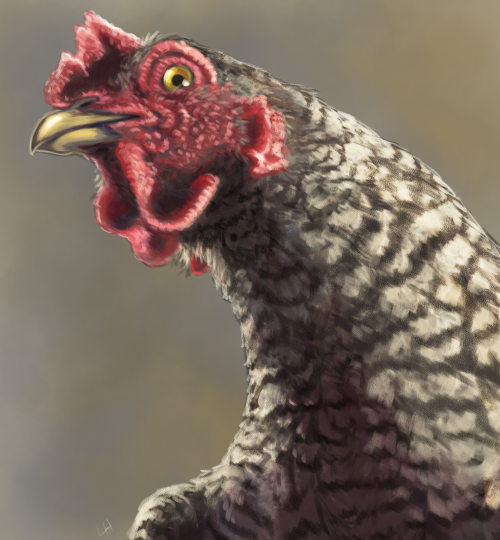 tinylongwing:Mordechai, a hen belonging to a friend of mine.