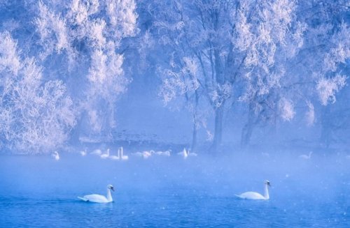 fuckyeahchinesegarden:swan spring, ili river, xinjiang, china