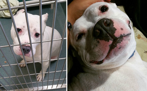 missmirandaaraee: mayahan: Before &amp; After Pics Show The Difference A Day Of Adoption Can Mak