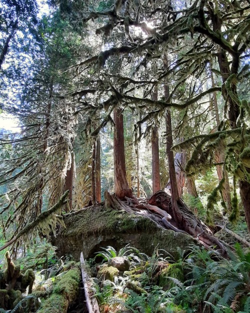 oneshotolive:  Lake Cushman, Washington. Big Creek Upper Loop (1080 × 1352) (OC) 📷: 3rdaccountsofuckit 