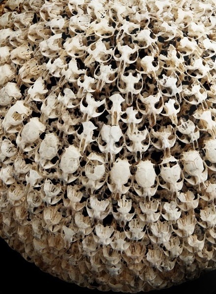 Alastair Mackie’s sphere of intricately connected mouse skulls collected from regurgitated