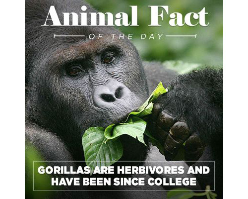 Sex tastefullyoffensive:  Animal Facts of the pictures