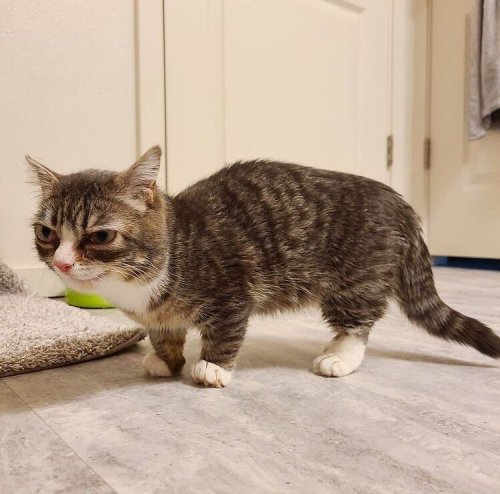 Https://www.instagram.com/winkythedwarfcat/