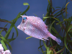 neaq:  Honeycomb cowfishYawkey Coral Reef