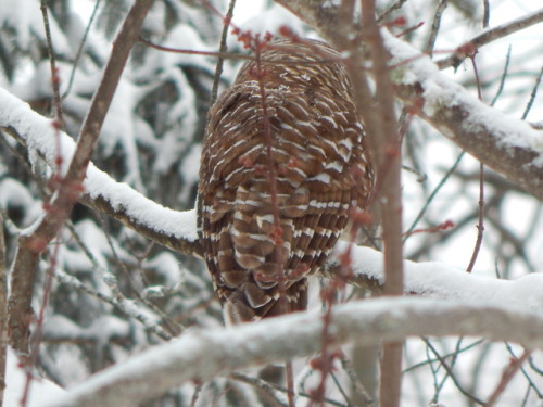 a very handsome lad showed up this morning……