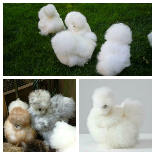 floof chickens