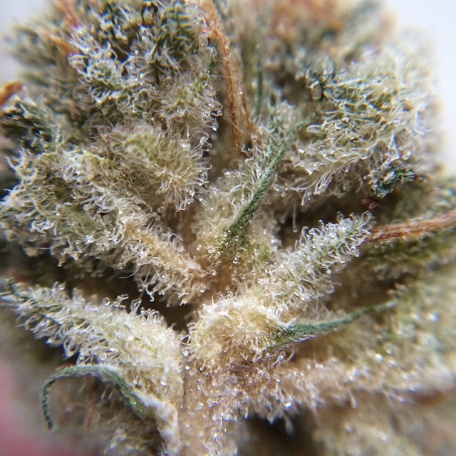 weedporndaily:  Wake n Bake with this A1 bluedream 🔬🔥🔥🔥 by irish_herbalist