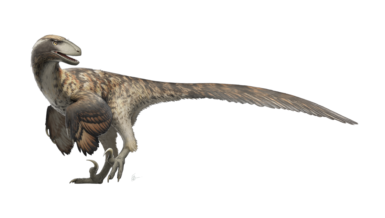 A Dinosaur A Day — Deinonychus antirrhopus