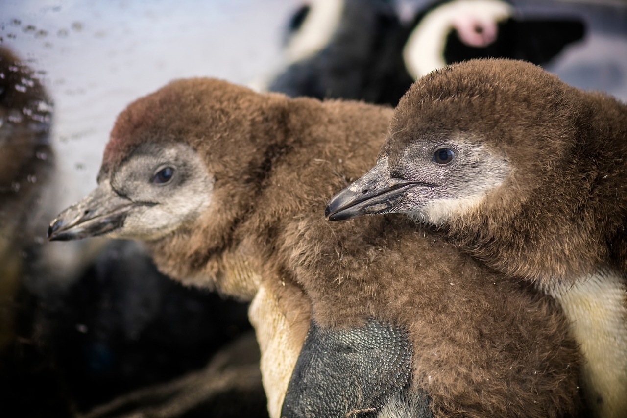 Our two fluffy penguin chicks don’t have names yet. But you can help! Vote for your favorite names in our chick naming poll.