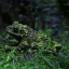 mossyamphibian