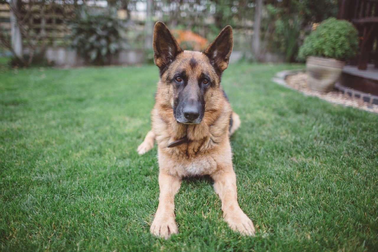 if-people-were-rain:  I really fricking love my dog.