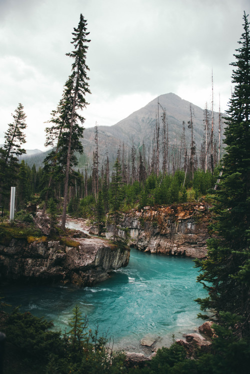 strictly nature