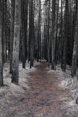 brutalgeneration:  Forest Walk by zebble on Flickr. 