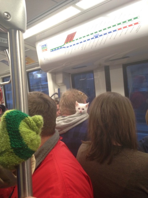 unclefather: ohmysloth: This little guy popped out of a guy’s hood on the lightrail :3 “