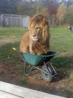tastefullyoffensive:  “If I fits, I sits.” (photo by Oaklawn Farm Zoo)