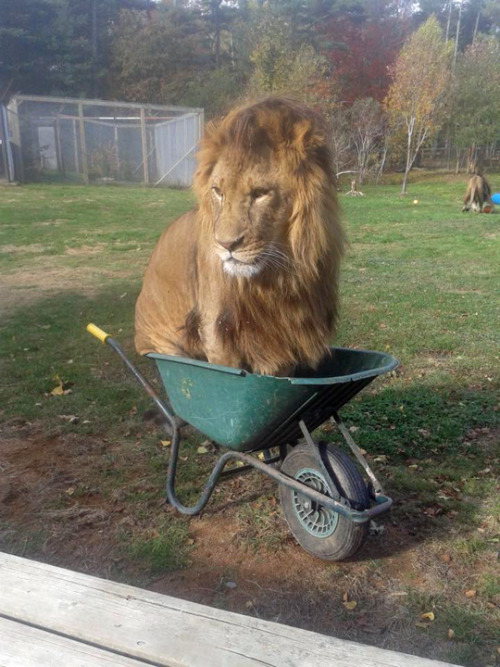 tastefullyoffensive:“If I fits, I sits.” (photo by Oaklawn Farm Zoo)