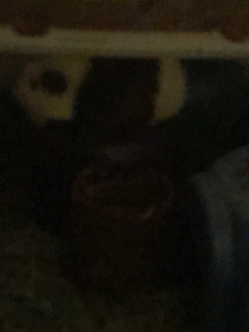 storagespyturtle