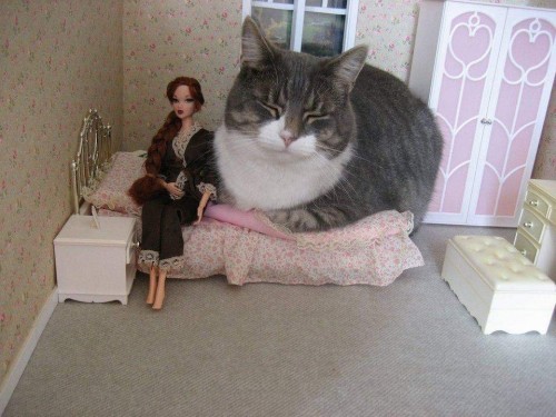 mizzmagnet: This is really how it feels with your cat in your bed