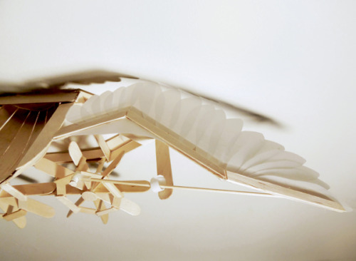 Study In Bird Motion By Joyce Lin