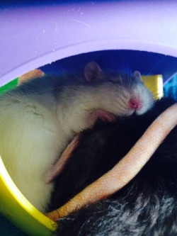 rat-rats:  My new favourite photo of Ellie.