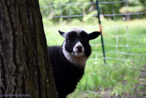 Loki, the skeptical ram lamb.Wautoma, WI June 2016