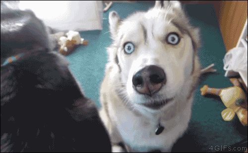 Project methodologies gif