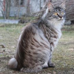 mostlycatsmostly:  BunCat - (actually, a Kurilian Bobtail) (via maltiton) 