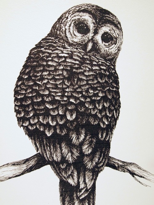 Owl illustration by Linn Warme