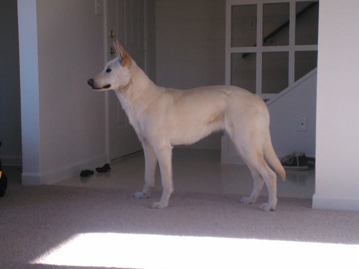 My pretty girl &lt;3 This is Juvia, she&rsquo;s a white German Shepherd.