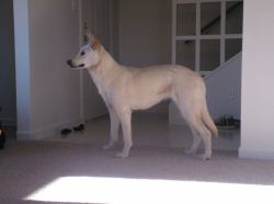 My pretty girl &lt;3 This is Juvia, she&rsquo;s a white German Shepherd. We got her at the pound five days ago, and we already love her so much. She&rsquo;s such a good girl. Even though she&rsquo;s really shy and scared, she never barks or bites people