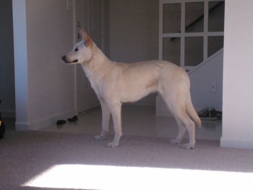 My pretty girl <3 This is Juvia, she’s a white German Shepherd. We got her at the pound five days ago, and we already love her so much. She’s such a good girl. Even though she’s really shy and scared, she never barks or bites people