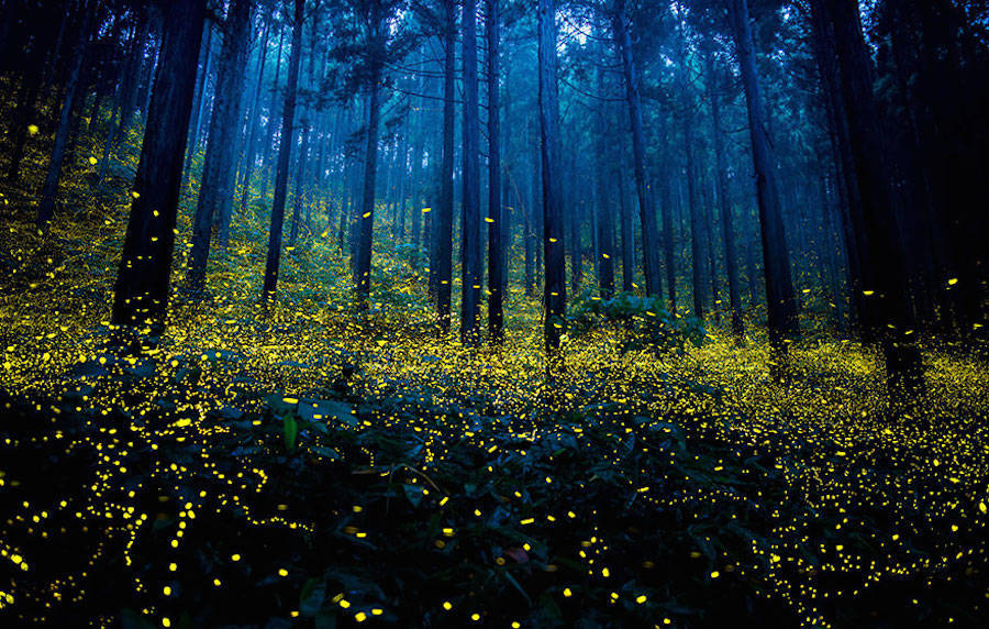 culturenlifestyle: Gold Fireflies Dance Through Japanese Enchanted Forest in the